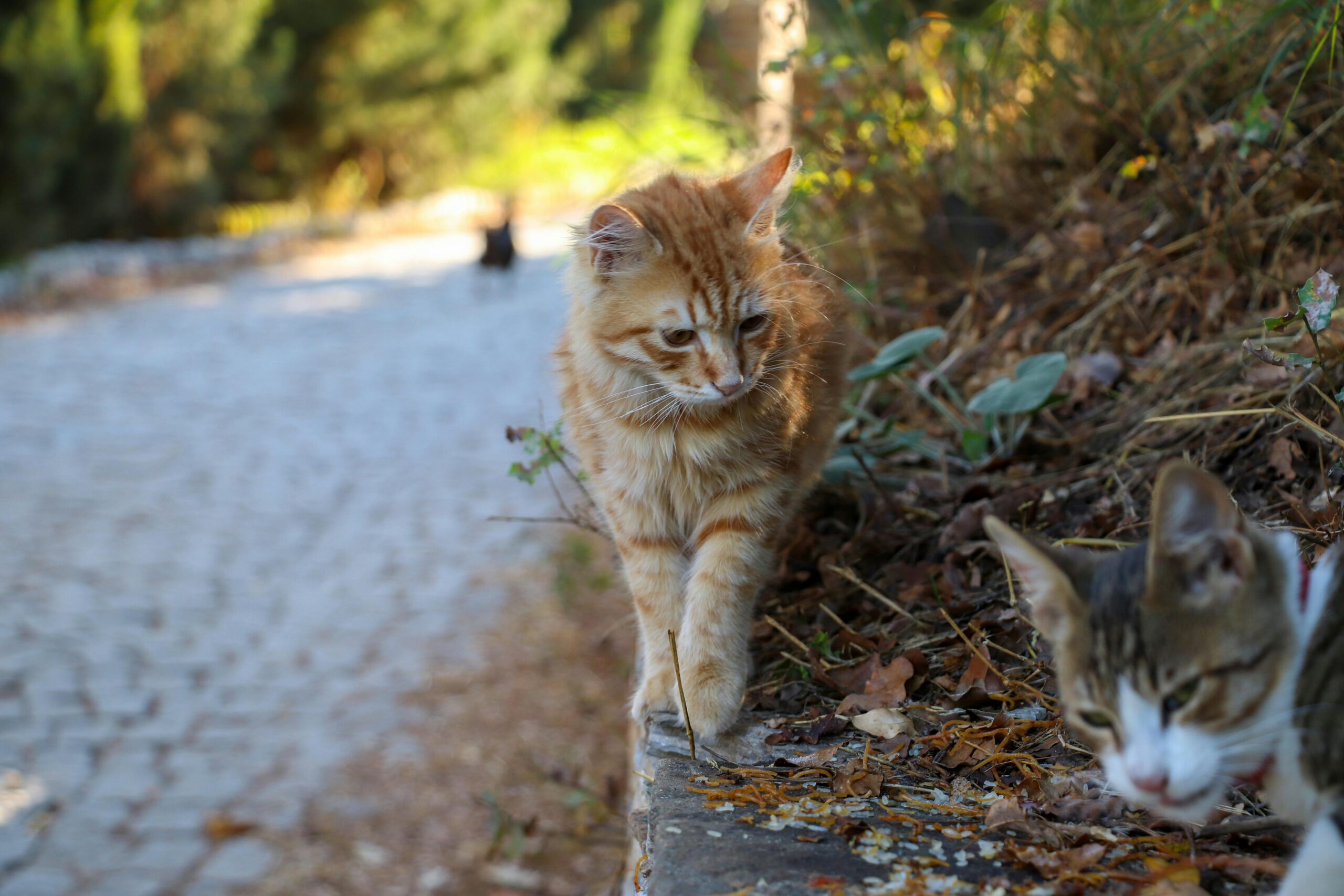 Heated Cat Bed Indoor w/ 12V Electric Heating Pad, Thermal Warming Heated Pet Bed with Adjustable Temperature  Timer