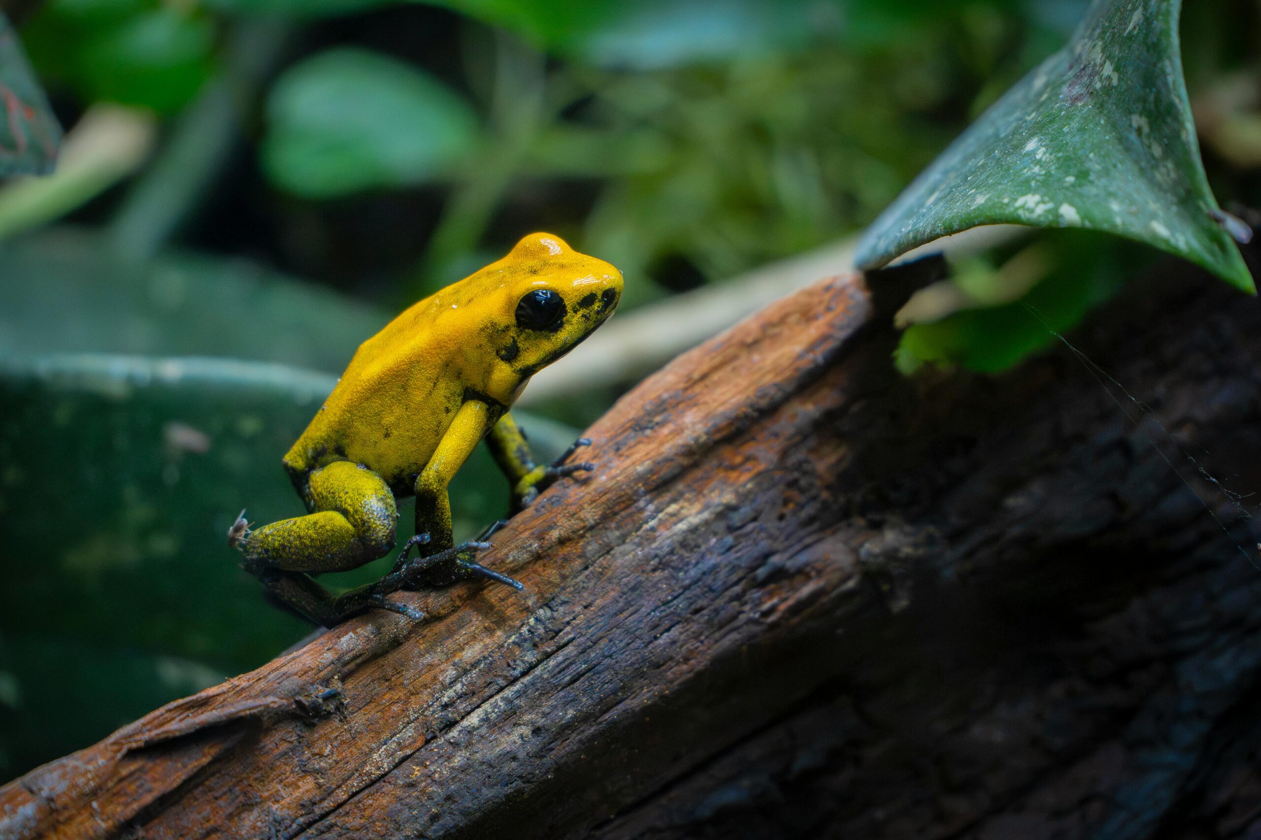 Amazon.com Services Review