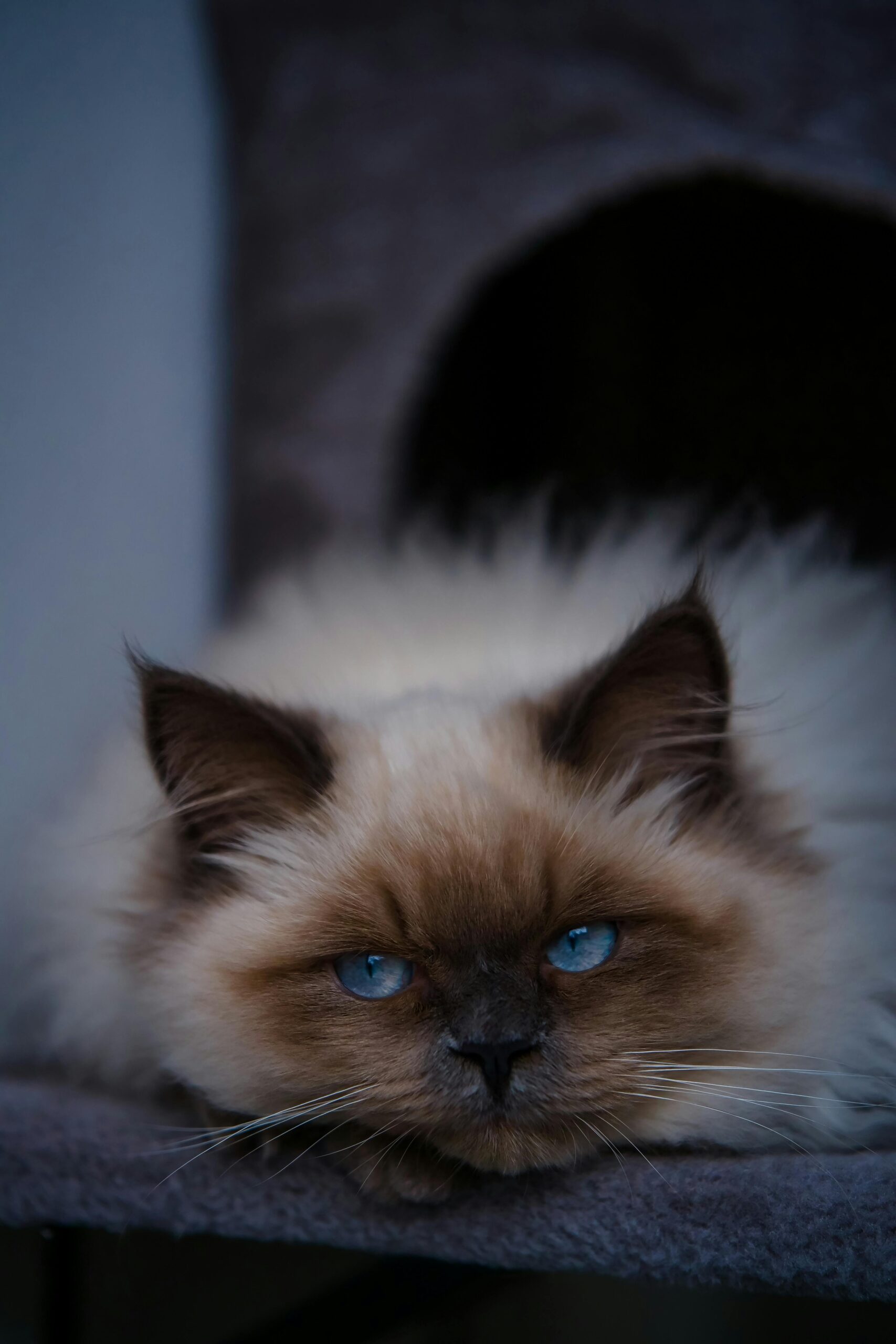 Exercise Ball for Workouts Review