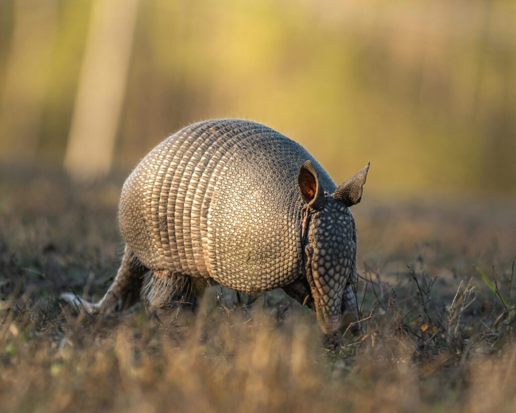 Pull Up Assistance Bands 260lbs, Heavy Pull Up Bands Resistance Bands for Pull Ups Working Out with Feet Rest, Pull Up Bar Bands Assistance Bands Strength Training Workout Equipment, Height Adjustable